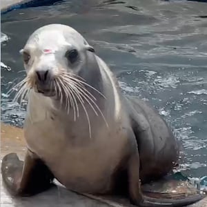 Freeway the sea lion climbing out of water.