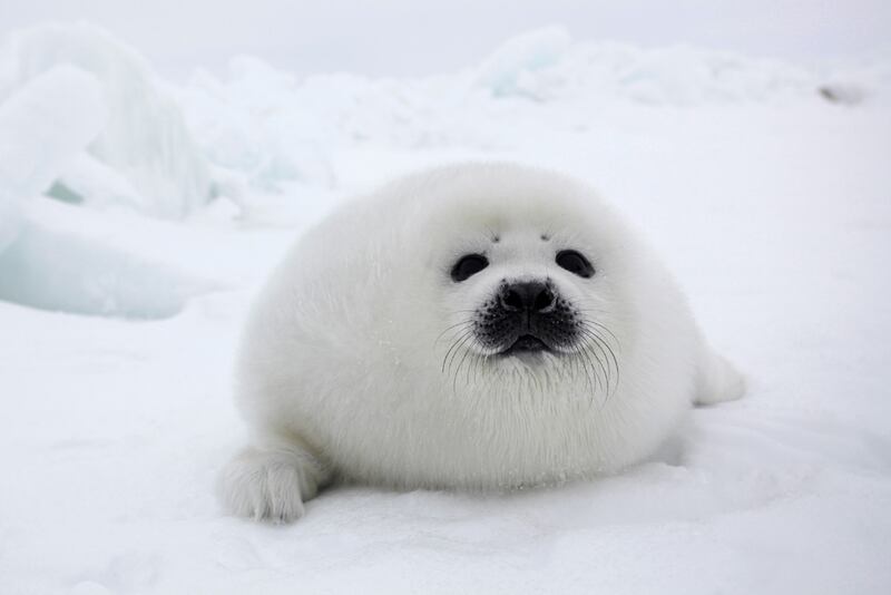 galleries/2011/05/05/cute-seals/cute-seals-4_pdysfd