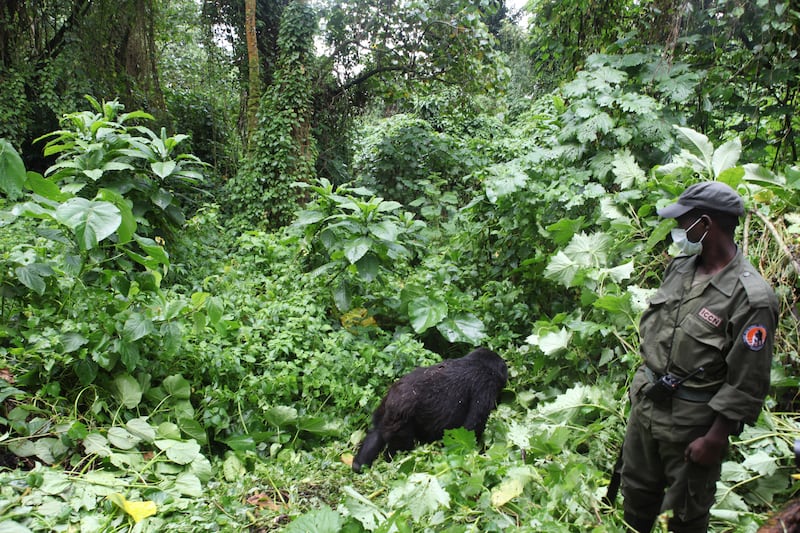 galleries/2014/04/25/the-battle-for-the-world-s-last-mountain-gorillas-photos/140425-virunga-park4_qybiat