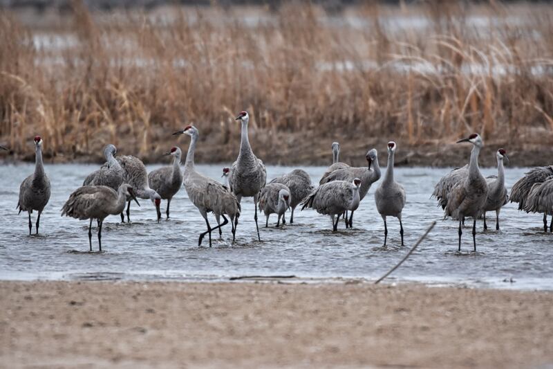 230515-nebraska-embed-sandhill-cranes_urb9cj