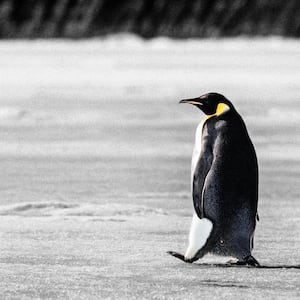 An illustration including a photo of an Emperor Penguin.