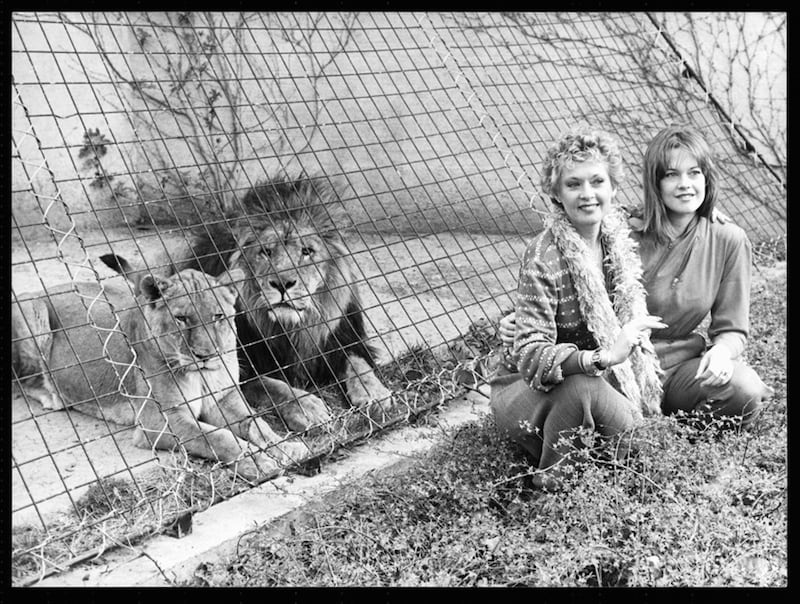 galleries/2011/06/16/weirdest-celebrity-pets/tippi-hendren-lion_klsjoi