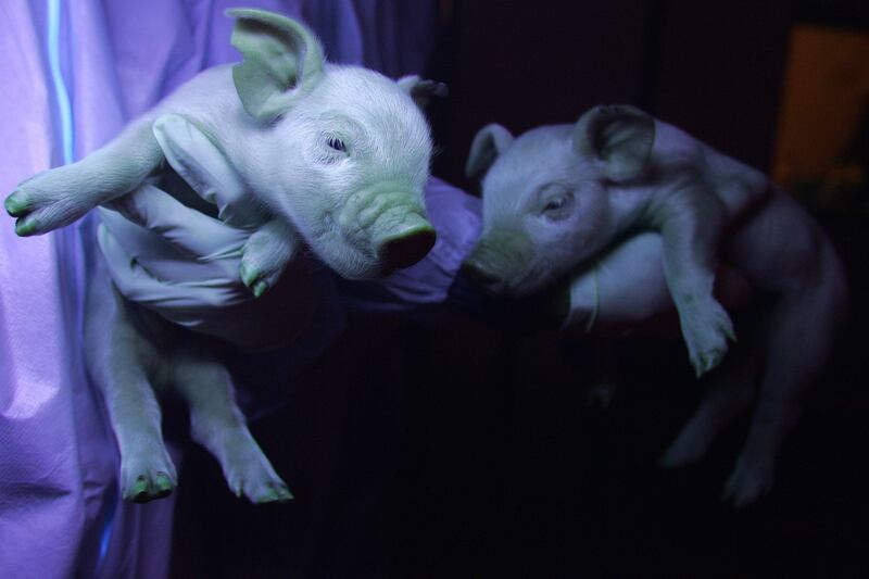 galleries/2011/06/10/oddly-colored-animals/green-pig-odd-colored-animals-gallery_qdeoel