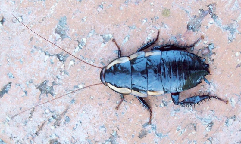 galleries/2012/07/12/the-scariest-cockroaches-on-earth-giant-burrowing-more-photos/giant-roaches-common-shining-roach_ctrnni