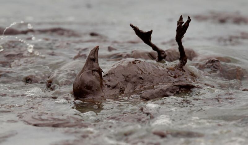 galleries/2010/05/26/shocking-oil-spill-scenes/oil-2-1_osvqt1