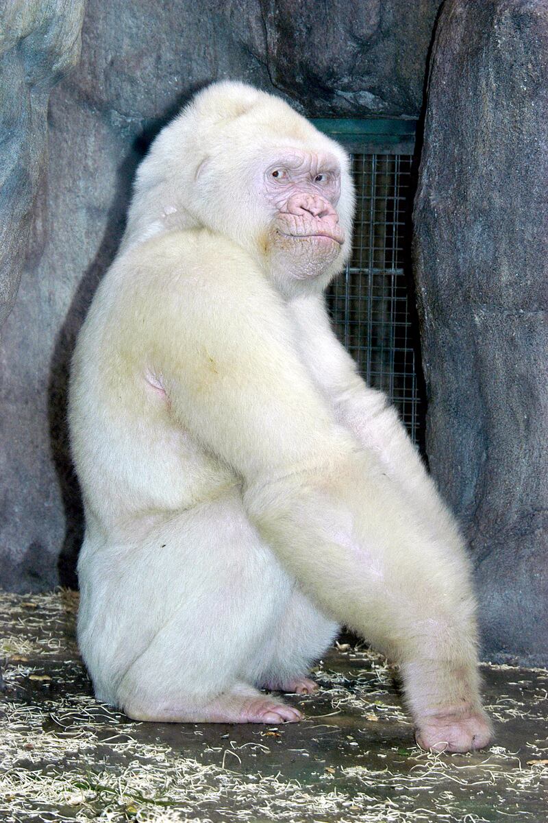 galleries/2011/06/10/oddly-colored-animals/albino-gorilla-odd-colored-animals-gallery_vkh5vm