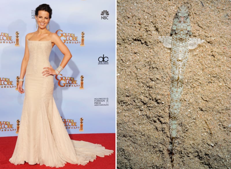 galleries/2012/01/17/fishtail-dresses-at-the-golden-globes-and-the-fish-that-inspired-them-photos/fishtails-beckinsale-lizardfish_qmktd5