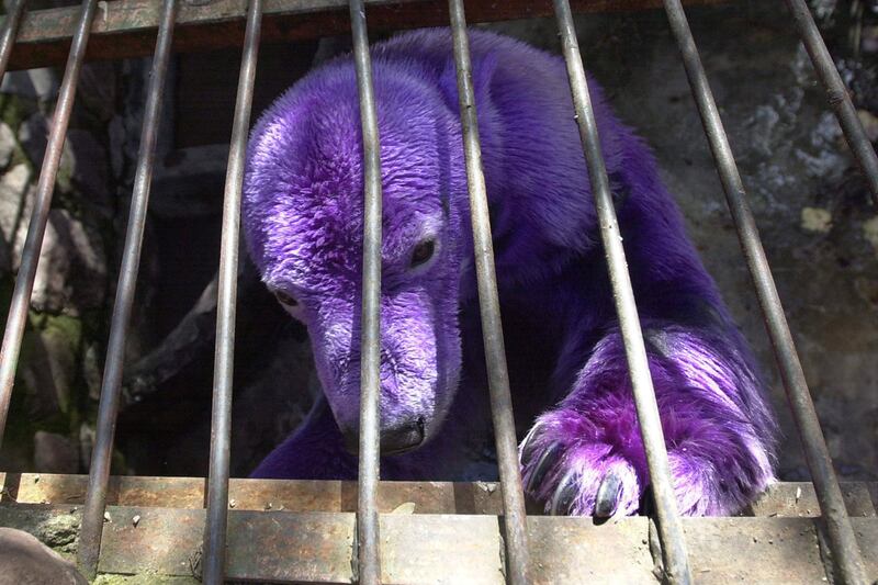 galleries/2011/06/10/oddly-colored-animals/purple-polar-bear-odd-colored-animals-gallery_w77hkz