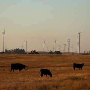 Cows graze on a parcel of land that was recently purchased near Rio Vista, California.