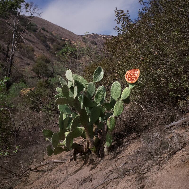 galleries/2014/03/15/pizza-in-the-wild-jonpaul-douglass-photographs-our-favorite-food-in-nature/140312-cactus_pizza_cev93l