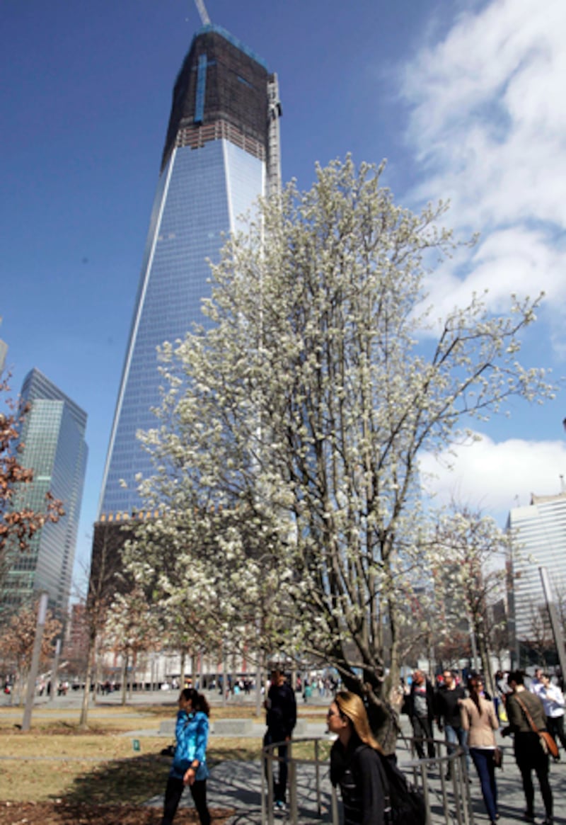 articles/2012/03/24/the-sept-11-survivor-tree-in-bloom/911-tree-daly-story_xslyhg