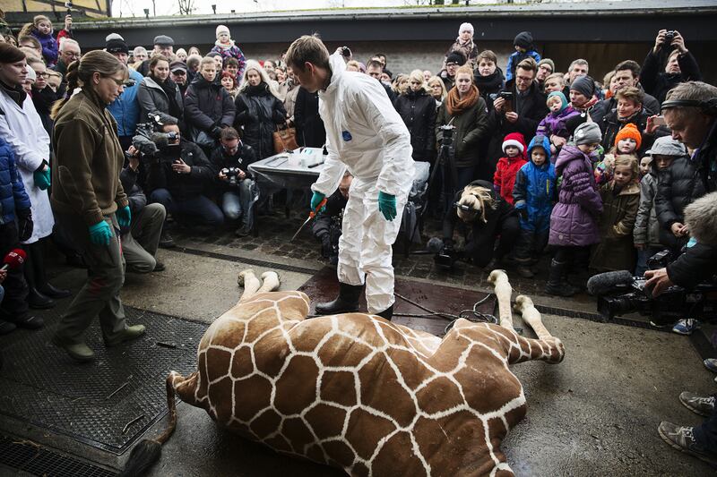 articles/2014/03/28/at-the-copenhagen-zoo-humans-can-be-animals/140327-bleyer-zoo-tease_fislig