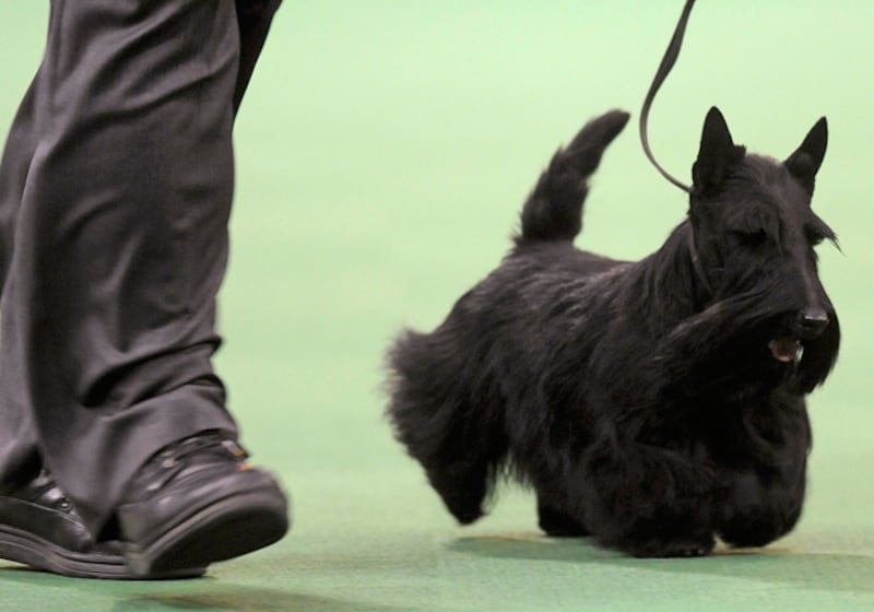 galleries/2011/02/14/2011-westminster-dog-show/westminster-dogs---scottish-terrier_dhmnka