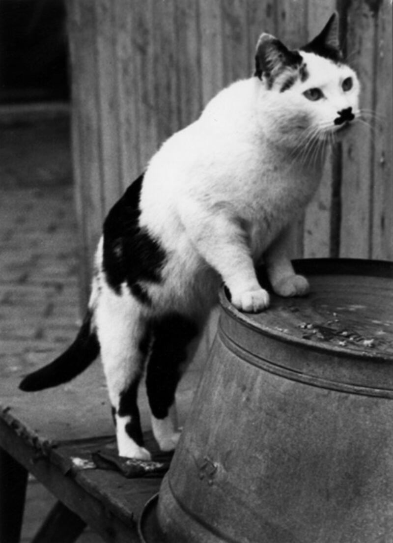 galleries/2011/07/29/kitler-and-other-cats-that-look-like-hitler/hitler-cats-2_ypjmef