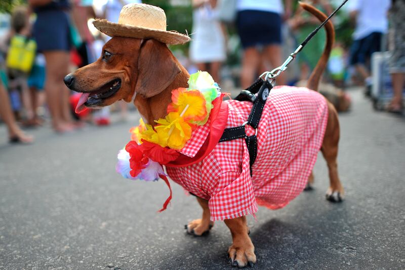 galleries/2012/02/21/dogs-celebrate-carnival-and-mardi-gras-photos/mardi-gras-dog-parades-solomon-03_llelq8