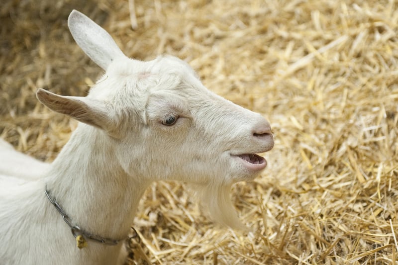 galleries/2012/02/16/goats-have-accents-and-other-strange-goat-facts-photos/goats-have-accents-cheat_cf4f4z