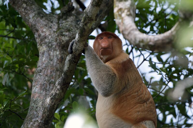 galleries/2013/09/12/the-world-s-five-ugliest-animals-photos/130912-ugly-animal-04_paqtdx