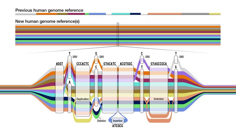 Pangenome_tube_map.image-jpeg_wjt2jb