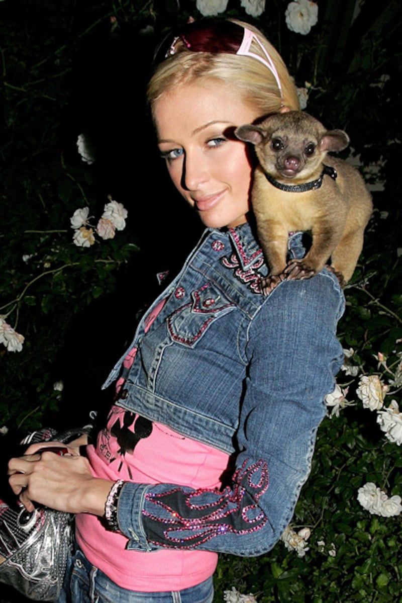 galleries/2011/06/16/weirdest-celebrity-pets/weird-celebrity-pets-paris-monkey_ighf5u