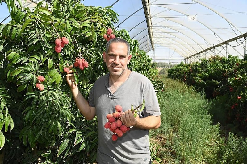 Bar Haffetz standing in a lychee grove