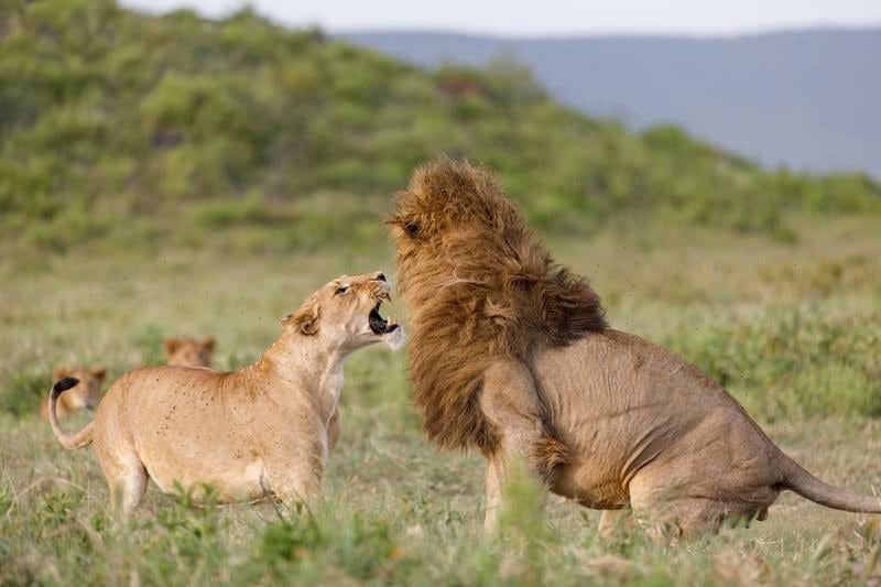 A still of lions fighting in 'Queens'