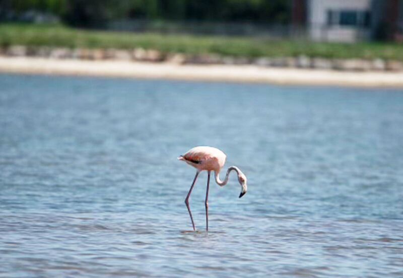 A photo of a pink flamingo in water in the Hamptons.