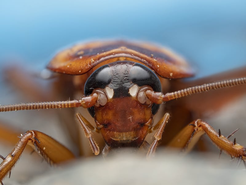 An American cockroach is featured in "The Big City" episode of A Real Bug's Life.