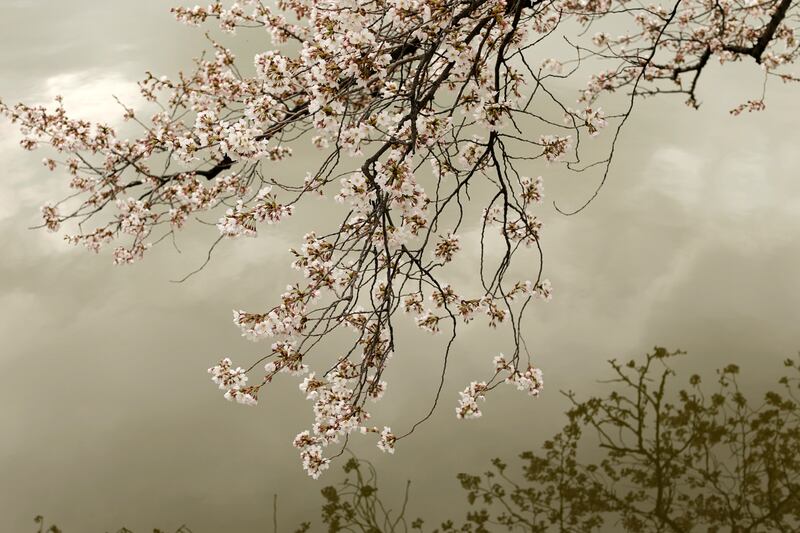 galleries/2014/04/10/now-it-s-really-spring-cherry-blossoms-are-at-their-peak-photos/140409-cherryb-4_j2gas2