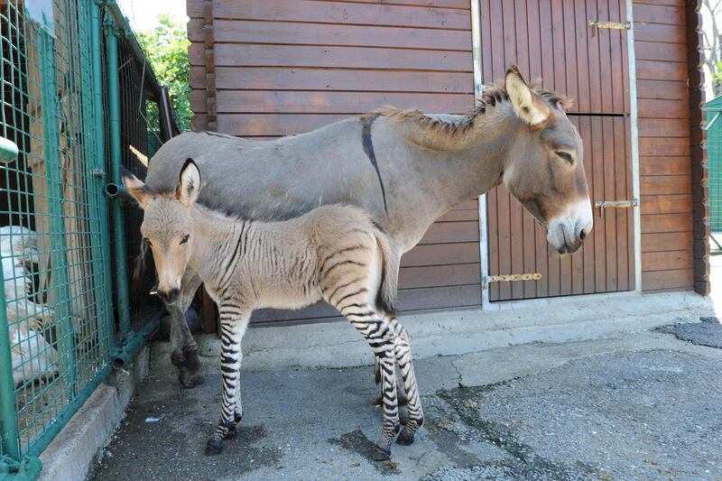 galleries/2012/01/05/amazing-and-bizarre-hybrid-animals-shark-liger-zebroid-and-more-photos/130726-zonkey_ljuzwn