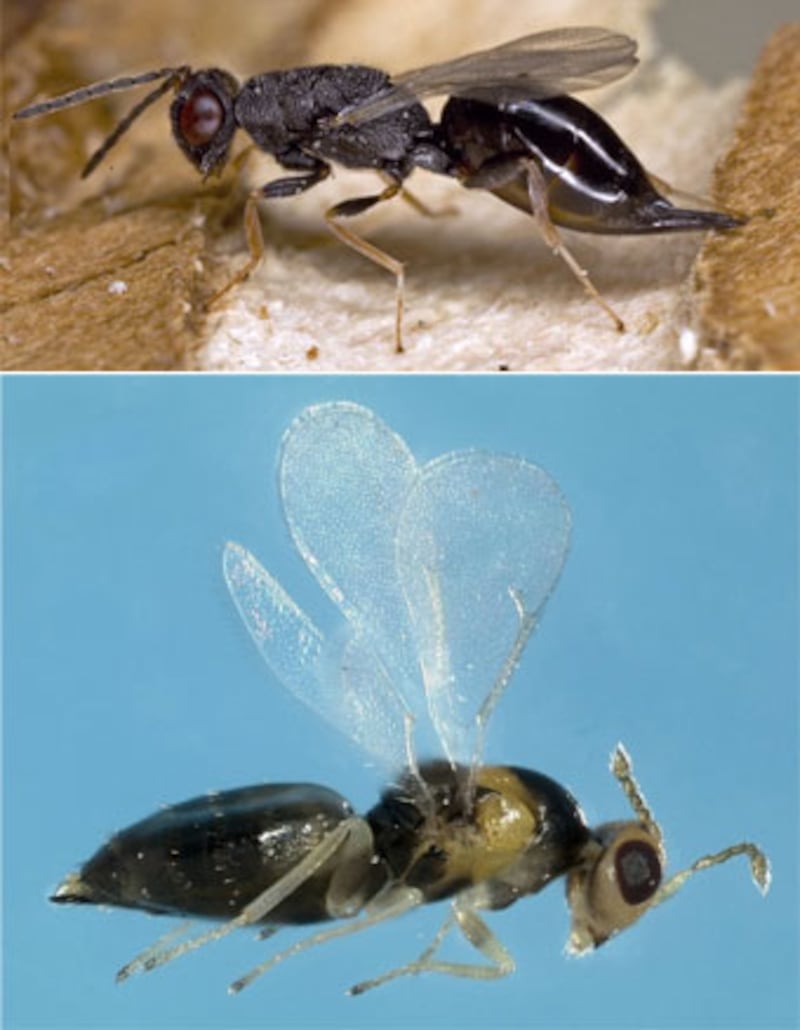 galleries/2010/04/22/animal-face-offs/animal-face-off---eurytoma-wasp-and-erythrina-gall-wasp_ifnxpv