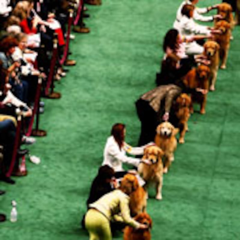 articles/2010/02/14/dog-names-of-the-future/rosenkrantz-dog-show_81611_ll67v5