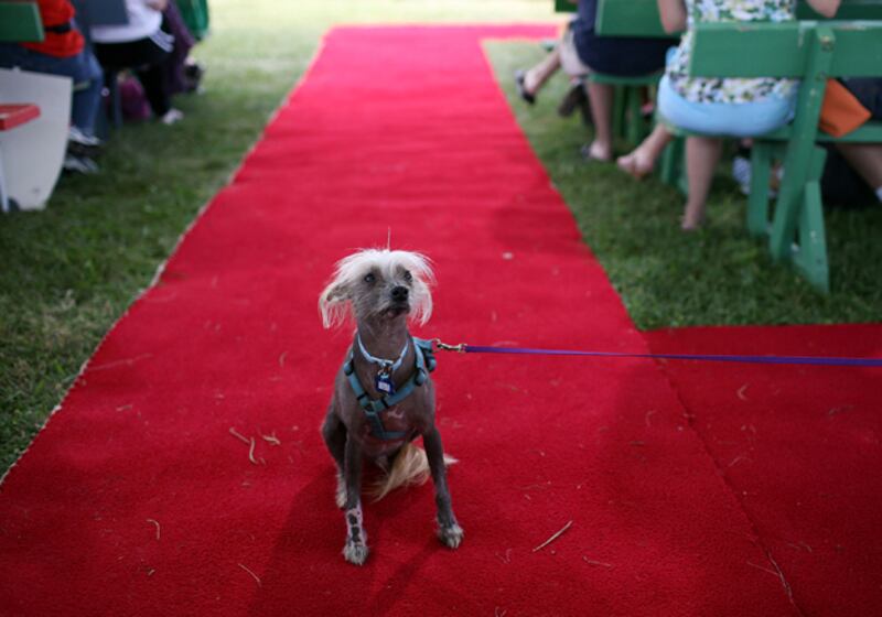 galleries/2009/06/28/worst-in-show-the-best-of-the-world-s-ugliest-dog-contest/ugly-dogs-05_gkzbs4