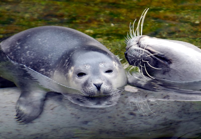 galleries/2011/05/05/cute-seals/cute-seals-7_s3hc4u