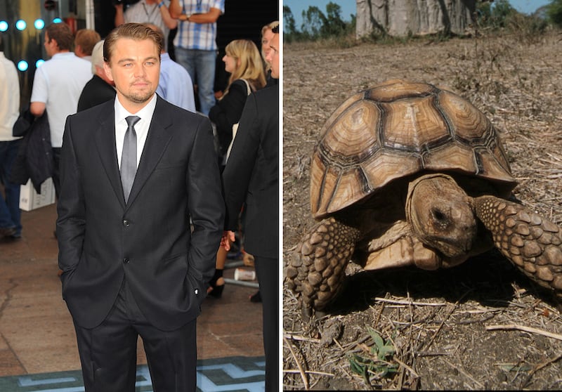 galleries/2011/06/16/weirdest-celebrity-pets/leonardo-dicaprio-tortoise_kxbboy