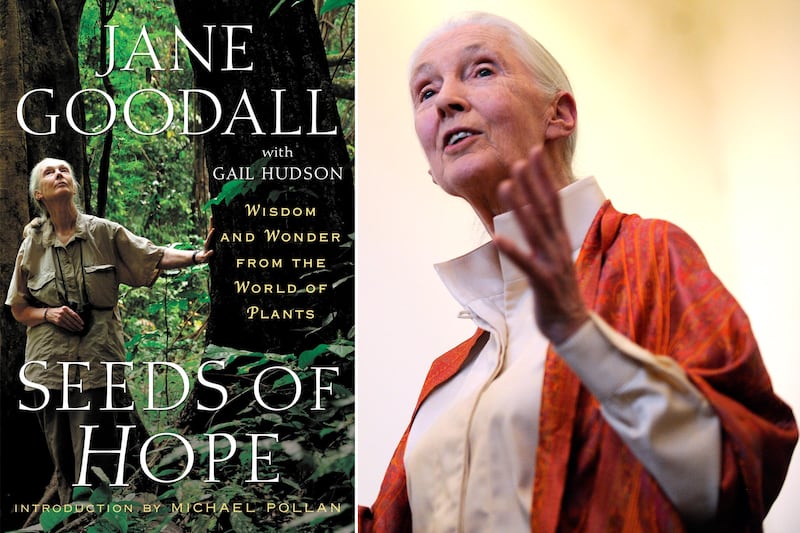 articles/2013/03/26/jane-goodall-s-troubling-error-filled-new-book-seeds-of-hope/130324-jane-goodall-plagiarism-moynihan-tease_d7bxad