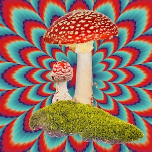 201120-Roberts-covid-magic-mushrooms-tease_hydnl9