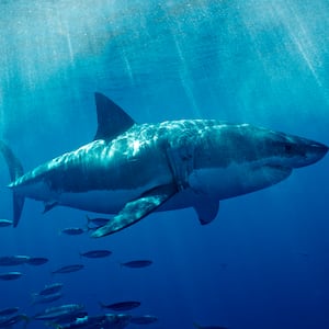 A Great White Shark off the coast of California.