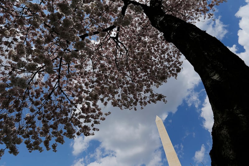 galleries/2014/04/10/now-it-s-really-spring-cherry-blossoms-are-at-their-peak-photos/140409-cherryb-3_ln8tsf