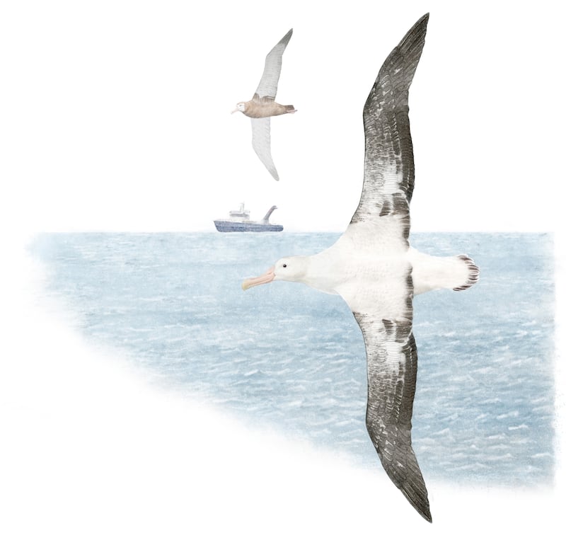 220830-birds-wandering-albatross_defh9o