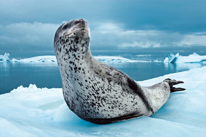 galleries/2014/04/22/the-effing-awesomeness-of-earth/sublime-nature-seal_uzp9le