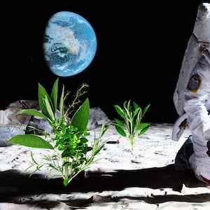 220512-Tran-lunar-soil-plants-tease_s91gop