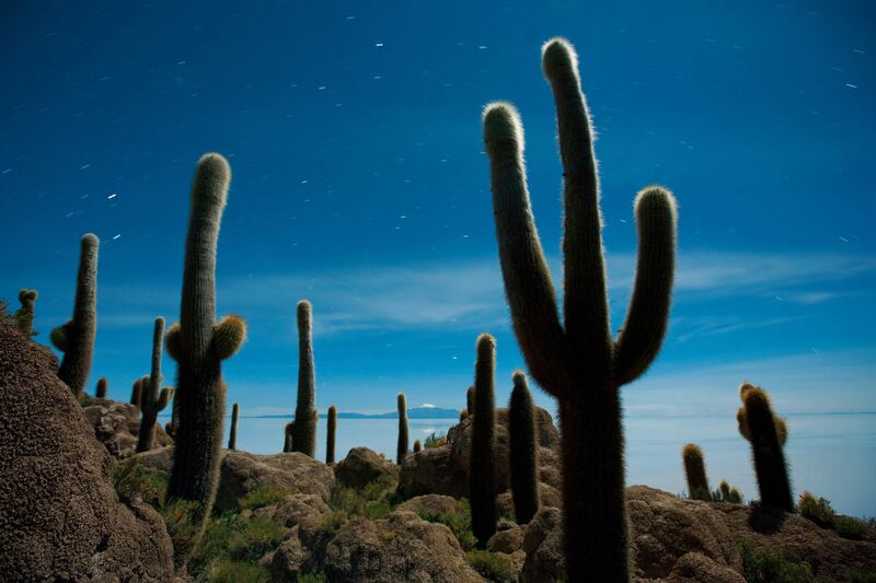 galleries/2014/04/22/the-effing-awesomeness-of-earth/sublime-nature-cactus_o9nnsr