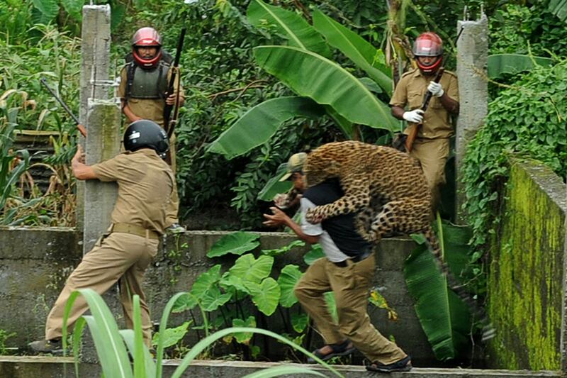 galleries/2011/07/20/leopard-attack-in-india/leopard-attack7_p3gzv6