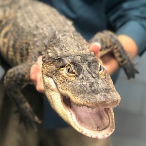 Alligator