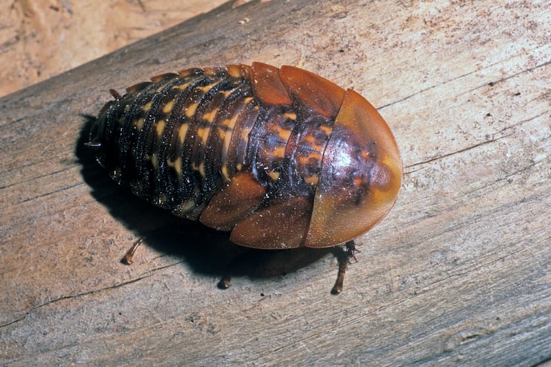 galleries/2012/07/12/the-scariest-cockroaches-on-earth-giant-burrowing-more-photos/giant-roaches-giant-cave-roach_ccsqcs