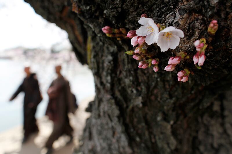 galleries/2014/04/10/now-it-s-really-spring-cherry-blossoms-are-at-their-peak-photos/140409-cherryb-2_cbrmzz