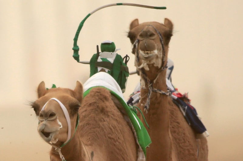 articles/2013/12/07/dubai-s-camel-races-embrace-robot-jockeys/131206-robot-camel-racing-tease_ays61v