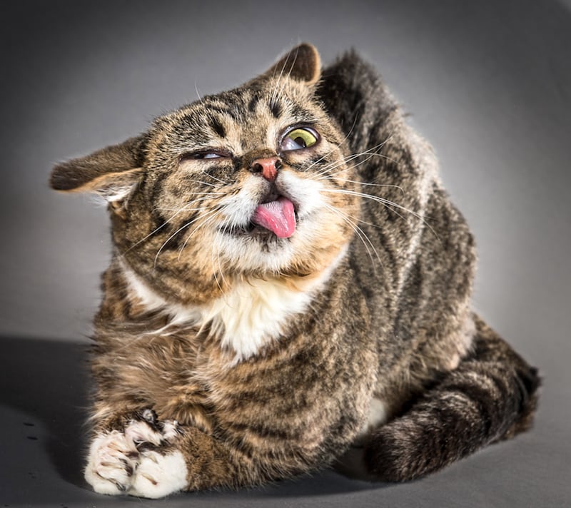 galleries/2015/10/29/cats-shaking-it-off-photos/151029-shake-Lil-Bub_tk5gag