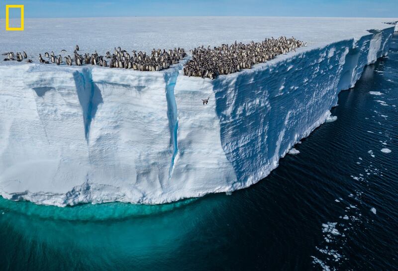 Image of 50ft Ice shelf penguins jump from