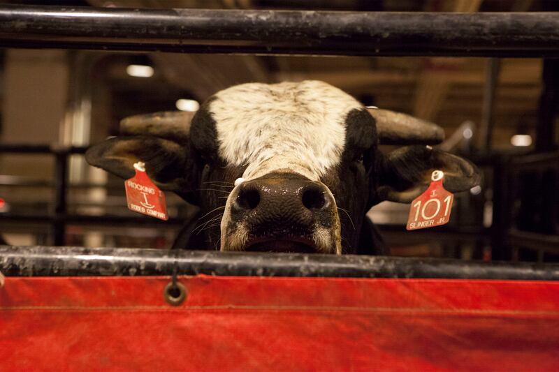 galleries/2016/01/16/behind-the-bull-a-night-with-a-professional-bull-rider-photos/160116_PBR_MSG_2_ewuuxe